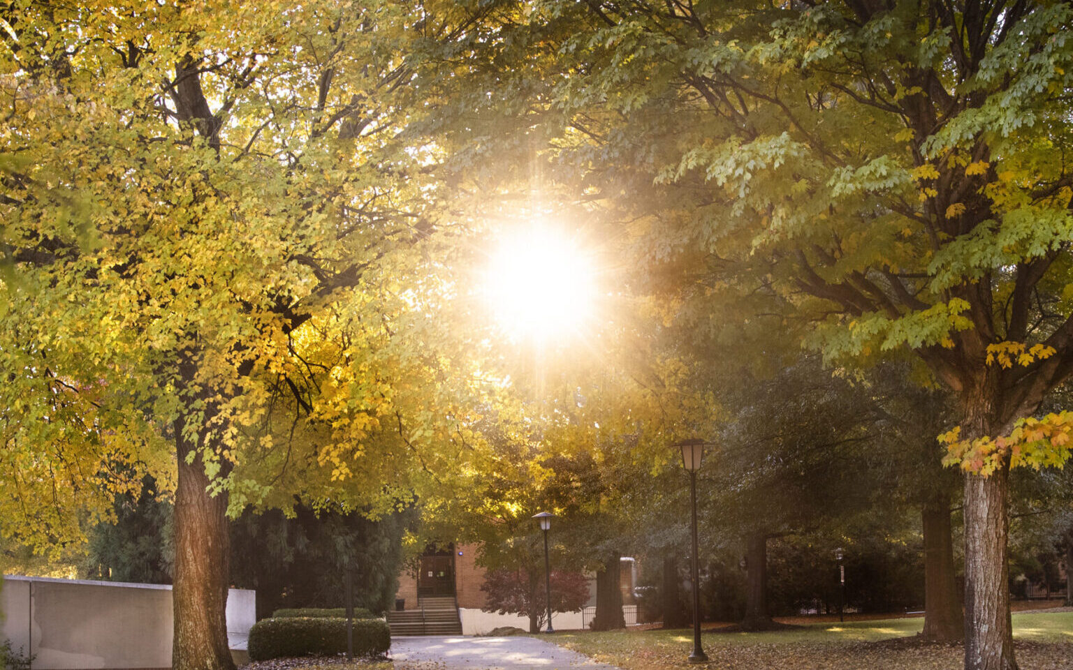 The sun shining through trees on campus